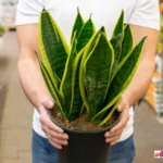 cara menyimpan lidah mertua