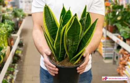 cara menyimpan lidah mertua