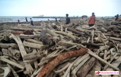 pantai utara Tegal dipenuhi kayu