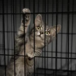 Kitten