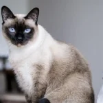 Cara Mendapatkan Kucing Siam Lewat Adopsi, Panduan Lengkap bagi Calon Pemilik