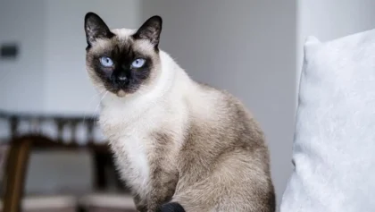 Cara Mendapatkan Kucing Siam Lewat Adopsi, Panduan Lengkap bagi Calon Pemilik