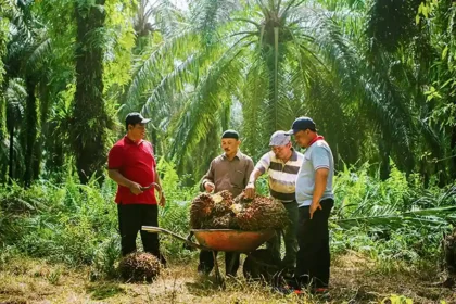 Bisnis Sawit Indonesia Terus Berkembang, Industri Besar dengan Nilai Ekonomi Tinggi