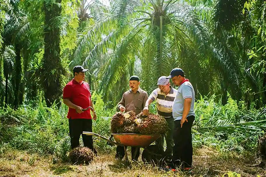 Bisnis Sawit Indonesia Terus Berkembang, Industri Besar dengan Nilai Ekonomi Tinggi